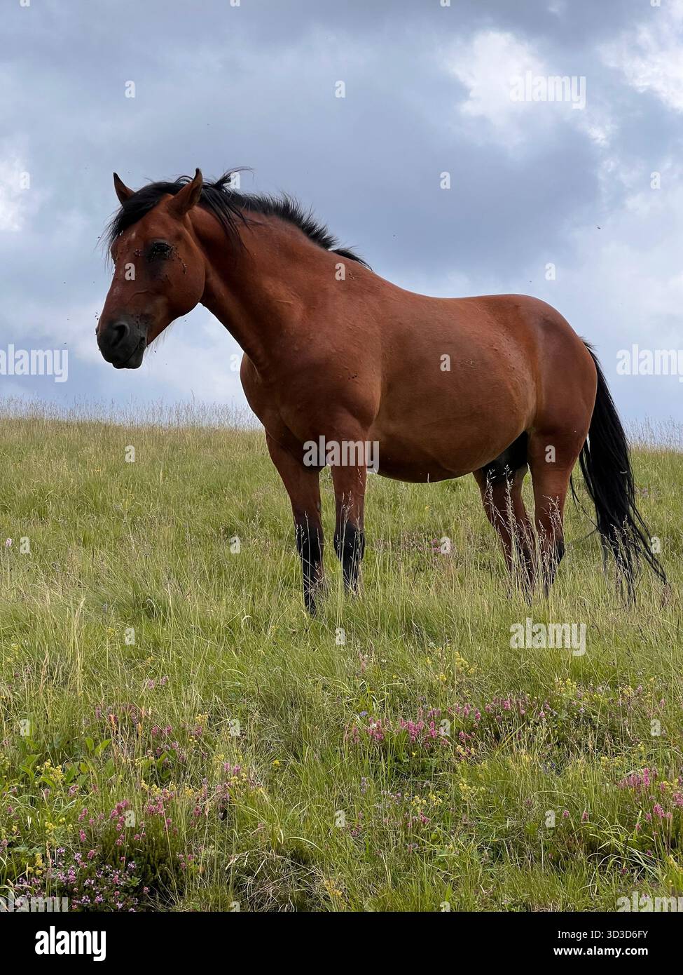 Brown horse standing on a green field under a cloudy sky - Smartphone Captured Stock Image