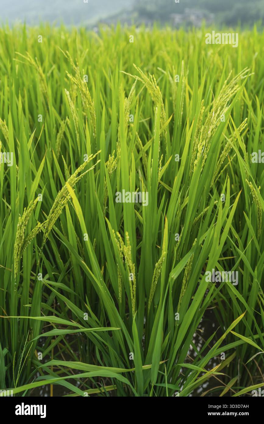 Rice growing slowly on the Longji Rice Terraces, northeast of China's ...