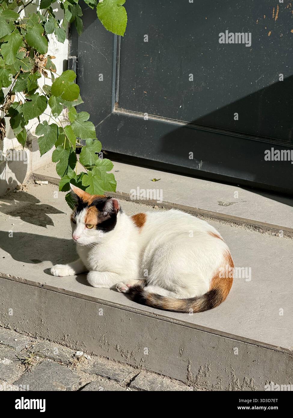Calico cat sitting on outdoor steps in sunlight - Smartphone Captured Stock Image