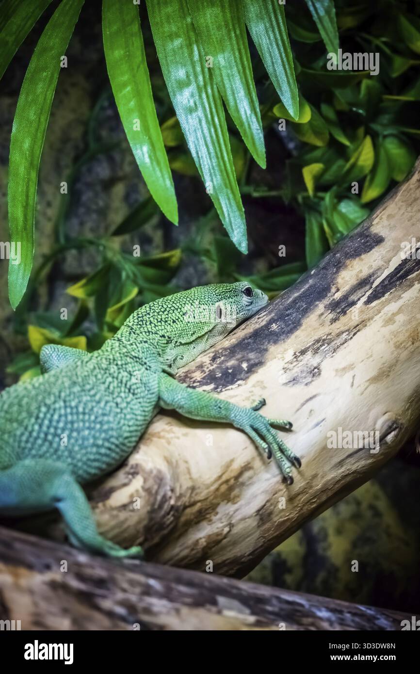 Small green lizard on a tree log in a zoo Stock Photo