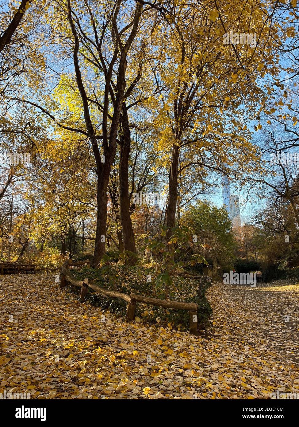 Central Park’s winding paths glow under vibrant fall foliage - Smartphone Captured Stock Image