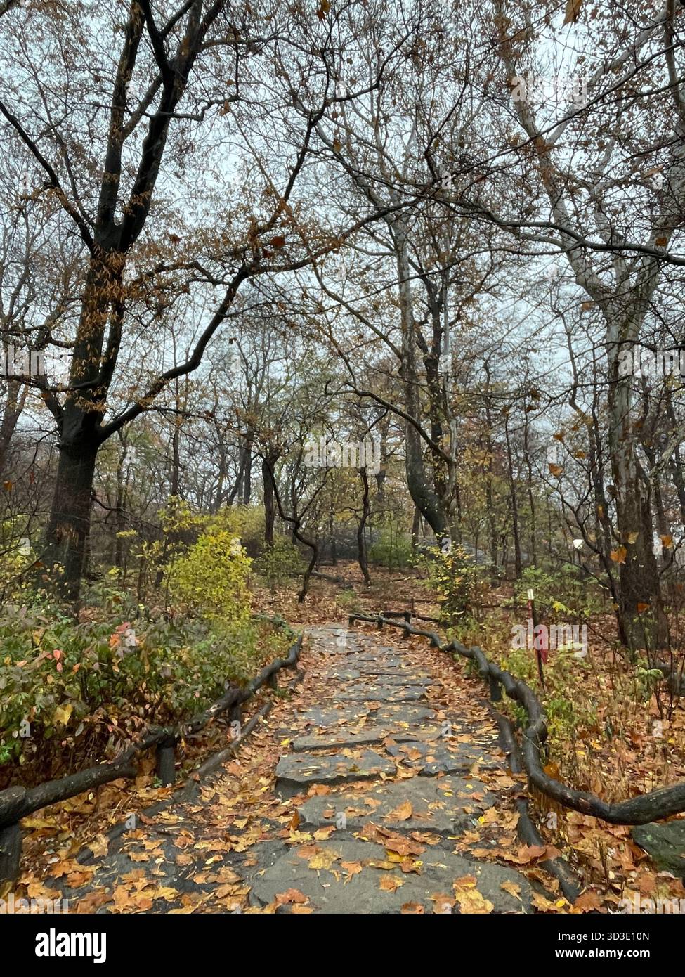 Central Park’s winding paths glow under vibrant fall foliage - Smartphone Captured Stock Image