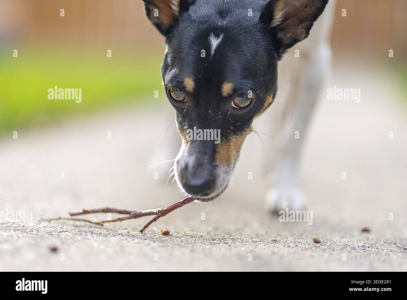 Puppies – K's Toy Fox Terriers, image size:1300x957