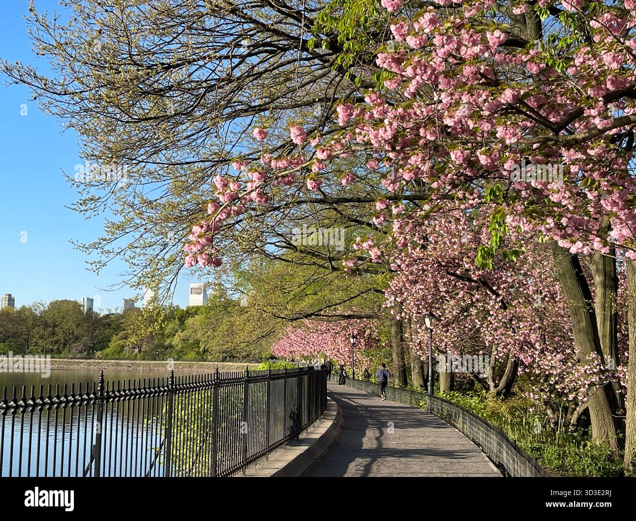 The Reservoir path winds gently through Central Park, perfect for walking or jogging.' - Smartphone Captured Stock Image