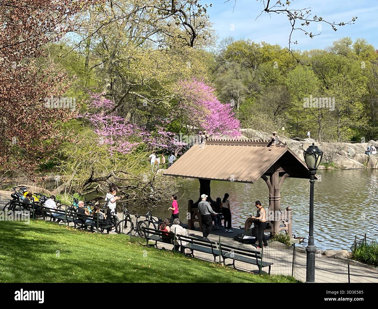 Central Park melodies: musicians turning the city’s heart into a concert hal - Smartphone Captured Stock Image