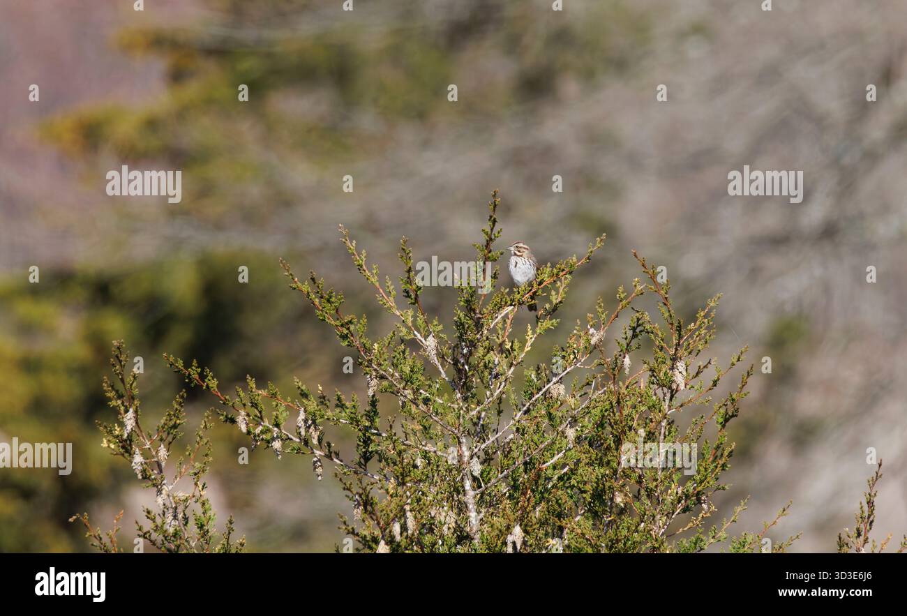 A song Sparrow perched atop a tree facing Stock Photo