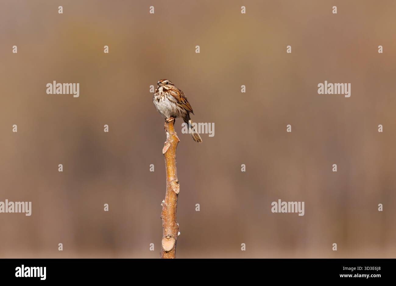 A song sparrow perched atop a branch with blurred background Stock Photo