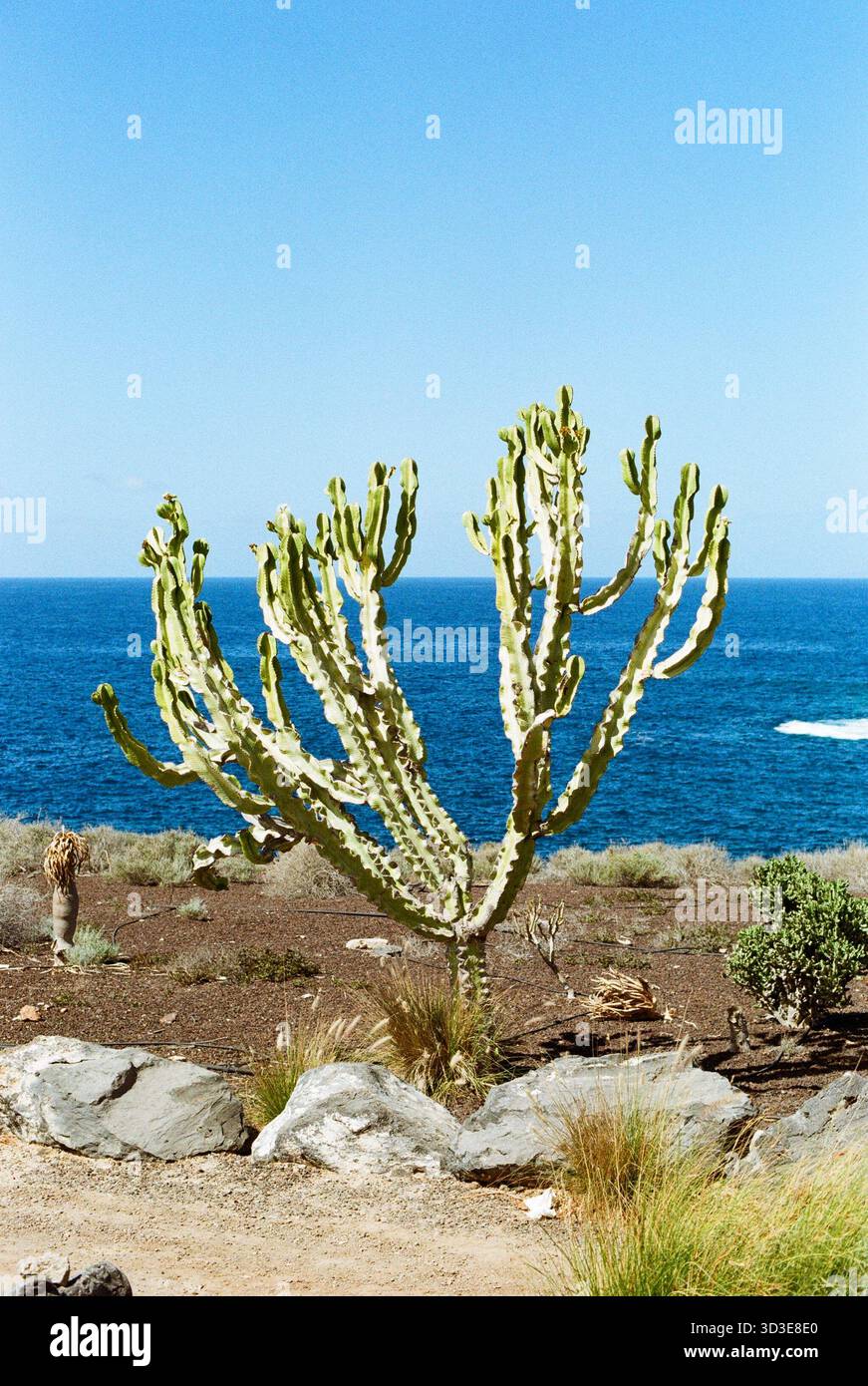 Ocean ocean cactus coastal hi-res stock photography and images - Alamy