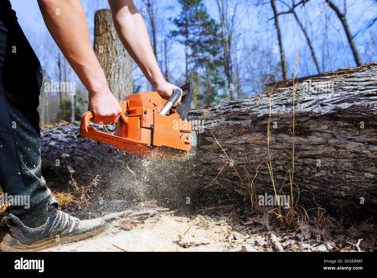 Tree Cut Worker uses chainsaw to cut through large fallen tree in park after ...