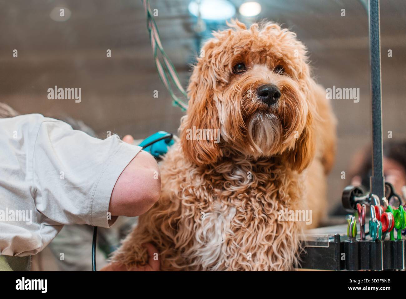 A curly-haired brown dog of the Labradoodle or Cavapoo breed at a grooming salon. The breed of the dog is a cross between a poodle. Stock Photo