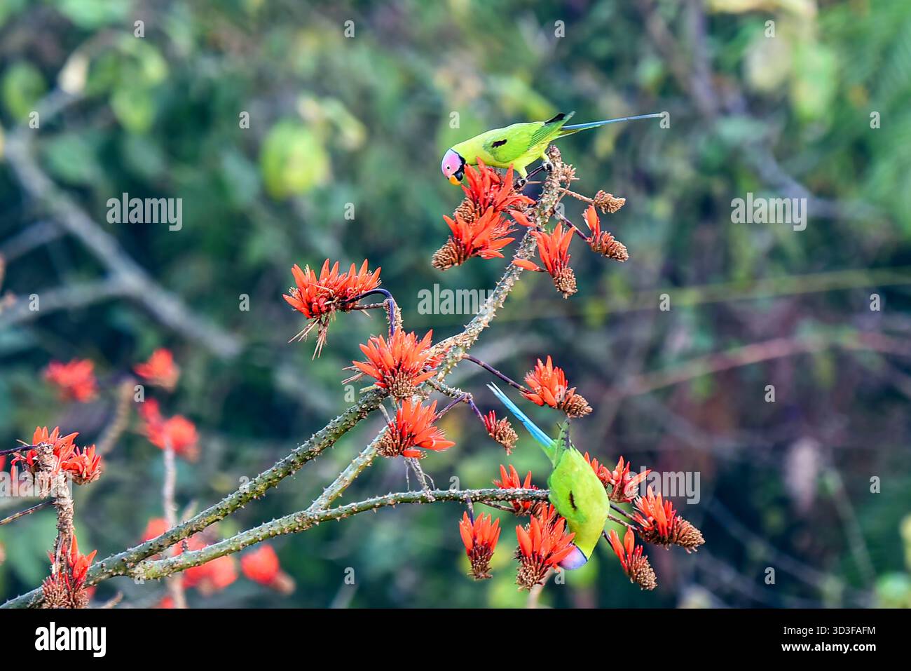 Two Plum-headed Parakeets Perch On Red Flower Branches In A Lush Tropical Nature Scene Stock Photo