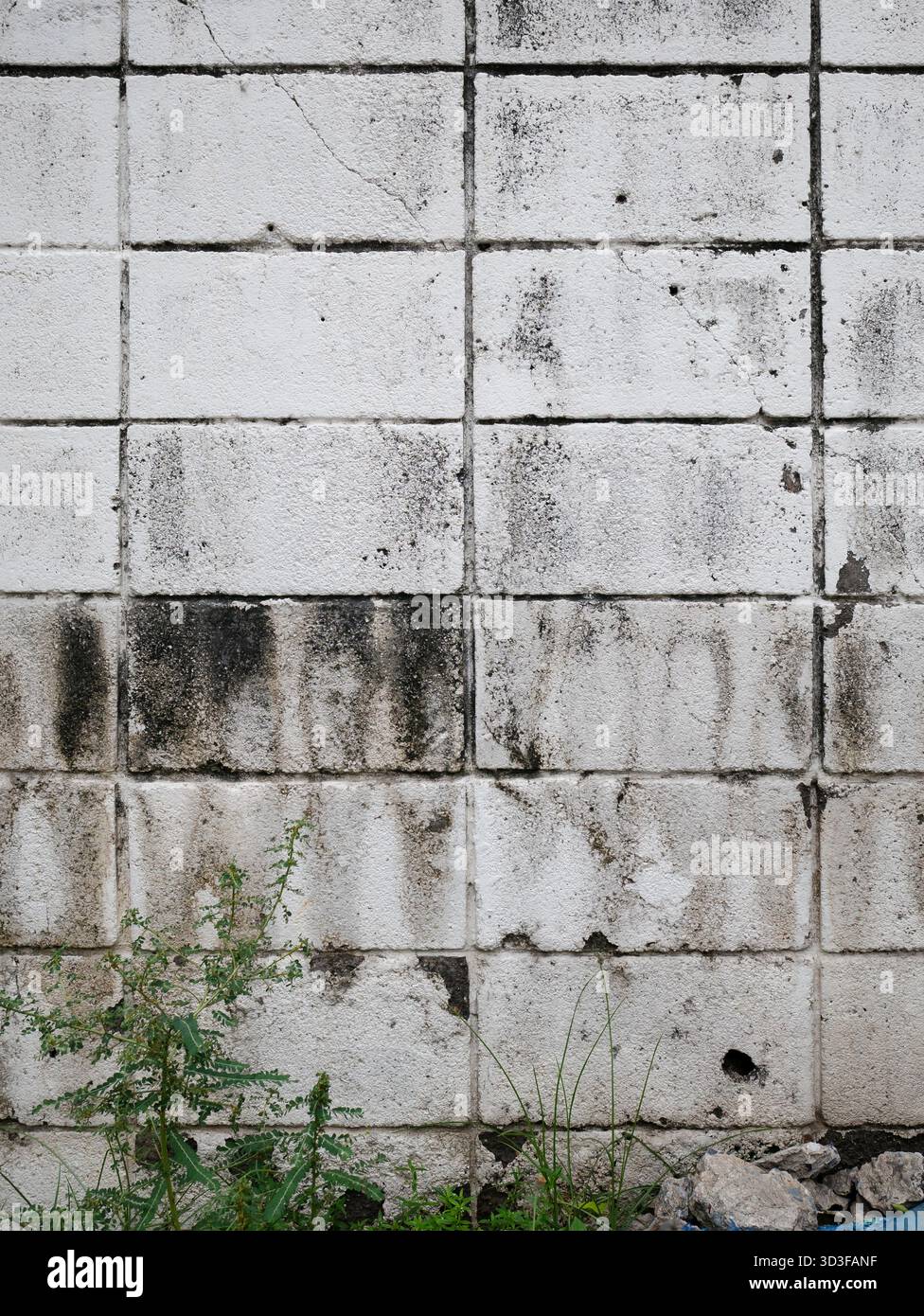 Vertical old white brick wall with tiny plant on the ground Stock Photo