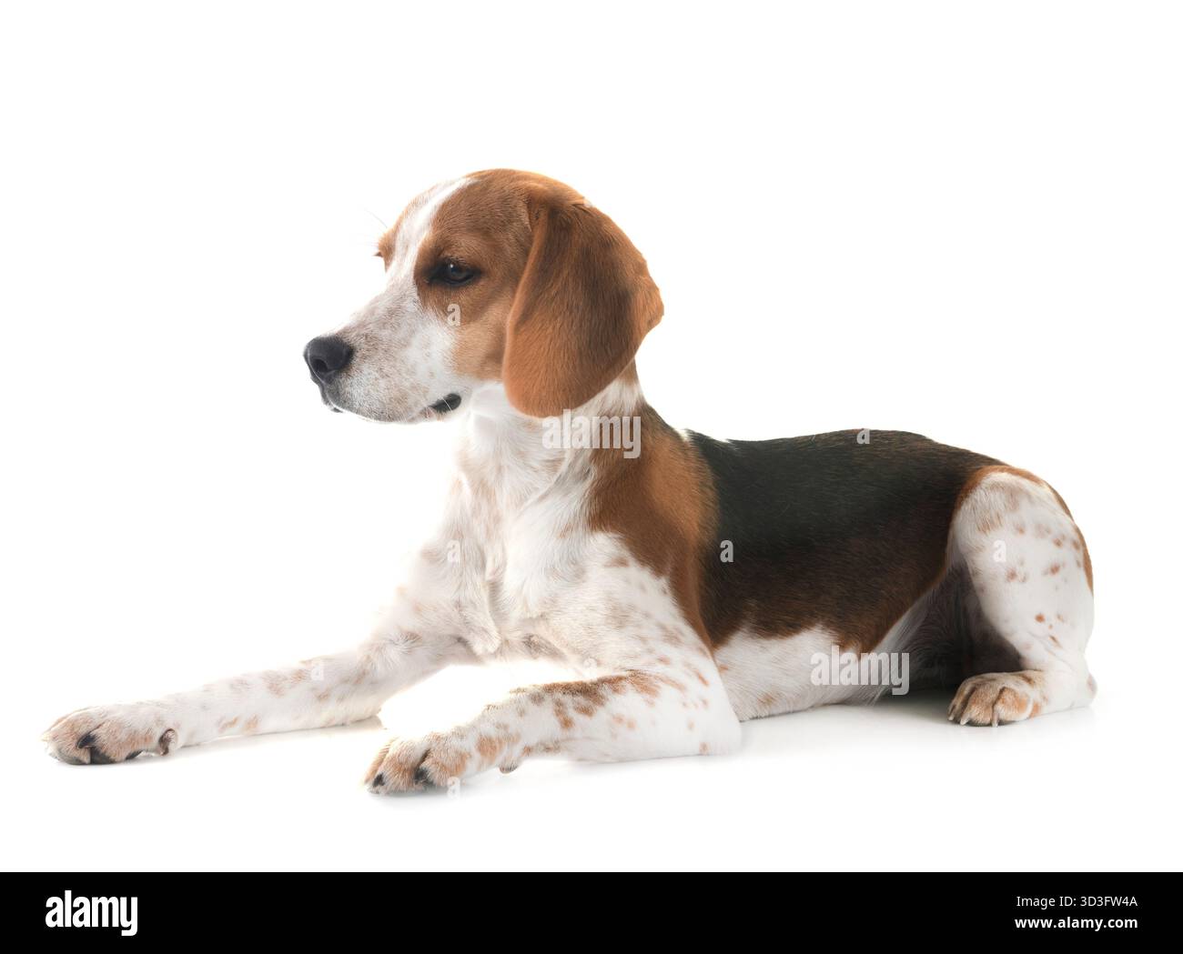 young beagle in front of white background Stock Photo - Alamy