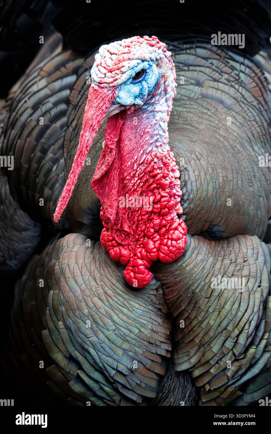Detailed plumage showcase hi-res stock photography and images - Alamy
