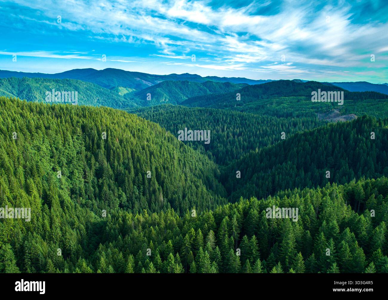Aerial view of lush green forests blanketing rolling hills under a ...