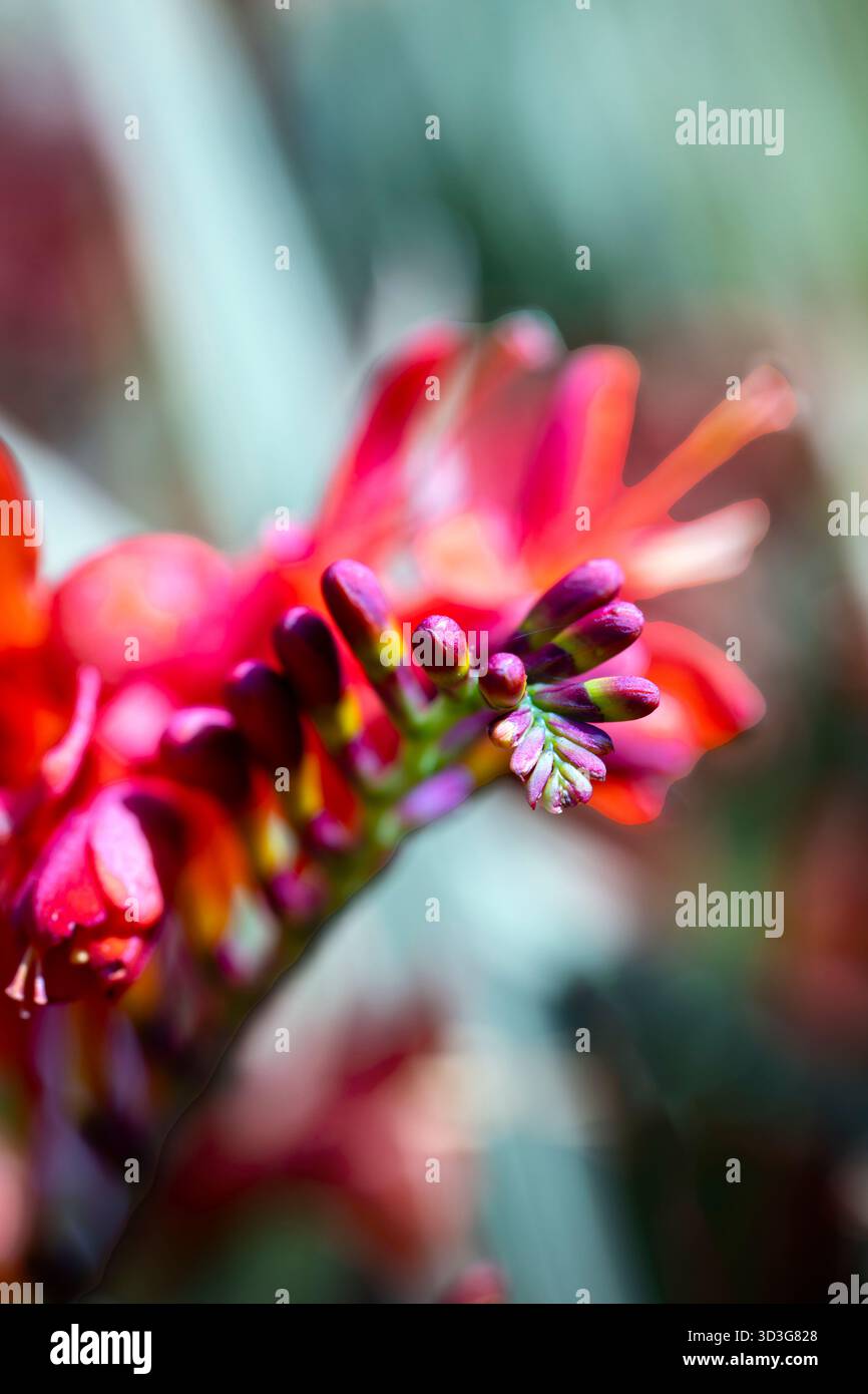 Tall red flower hi-res stock photography and images - Alamy