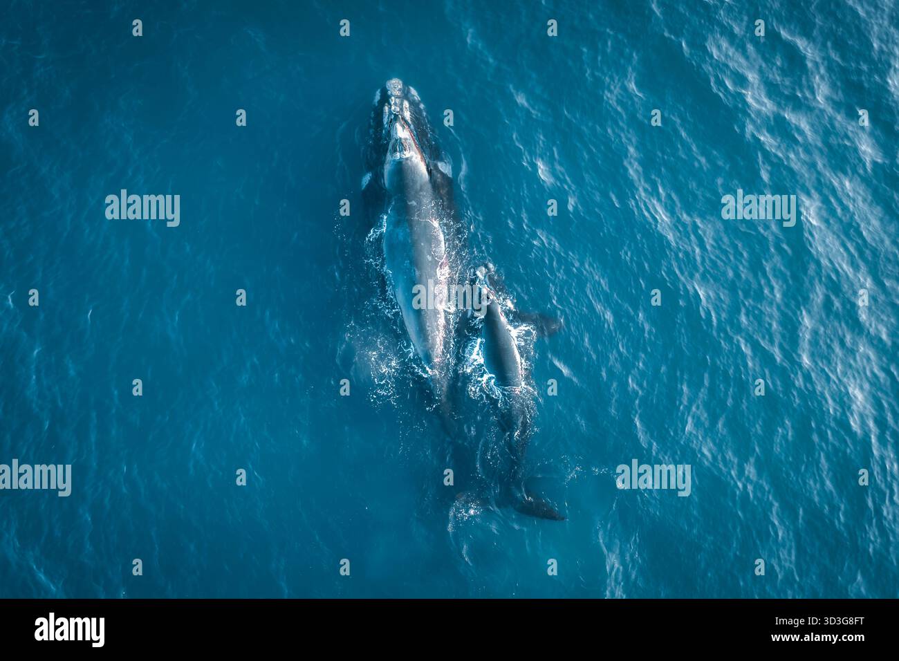 Aerial view of a mother whale and her calf swim in the deep blue ocean ...