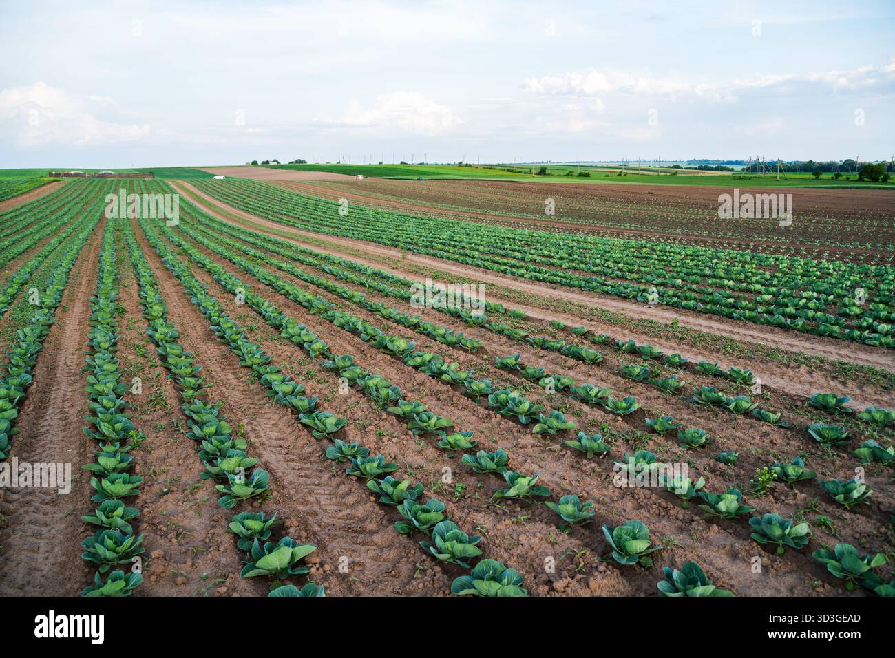 Wide Field Rows Wide view of cabbage field with green rows stretching toward the ...