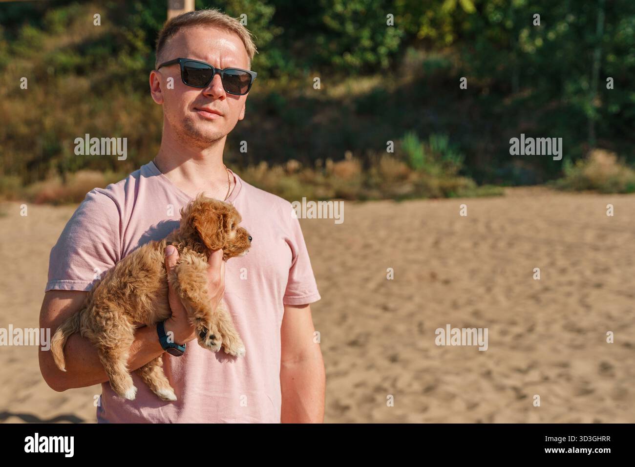 A young man holds a puppy of a Cavapoo or Cockapoo breed dog on the ...
