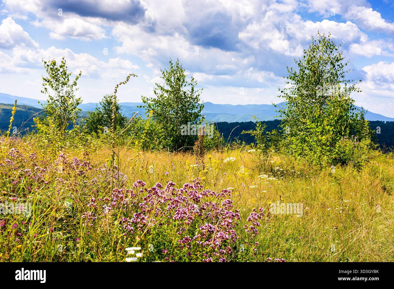 nature background with flowers on the mountain meadow. blooming carpathian landscape with herbs among green grass on a sunny summer day. wonderful rur Stock Photo