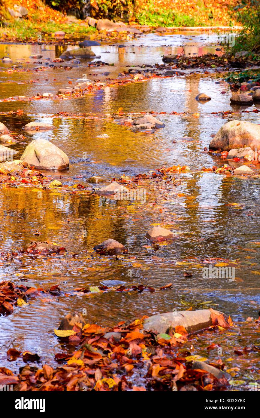 colorful leaves in the river. beautiful autumn landscape with rocks near shore and deciduous forest reflection on a sunny day in picturesque carpathia Stock Photo