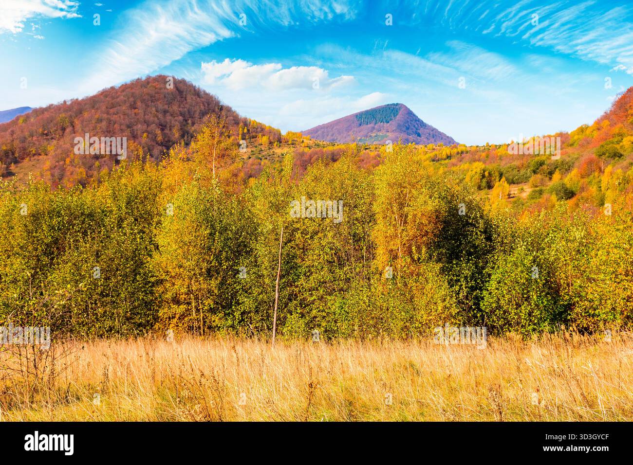 transcarpathia landscape with autumn forest. uzhanian national nature park with birch trees in colorful foliage. clouds on sky above mountains in ukra Stock Photo