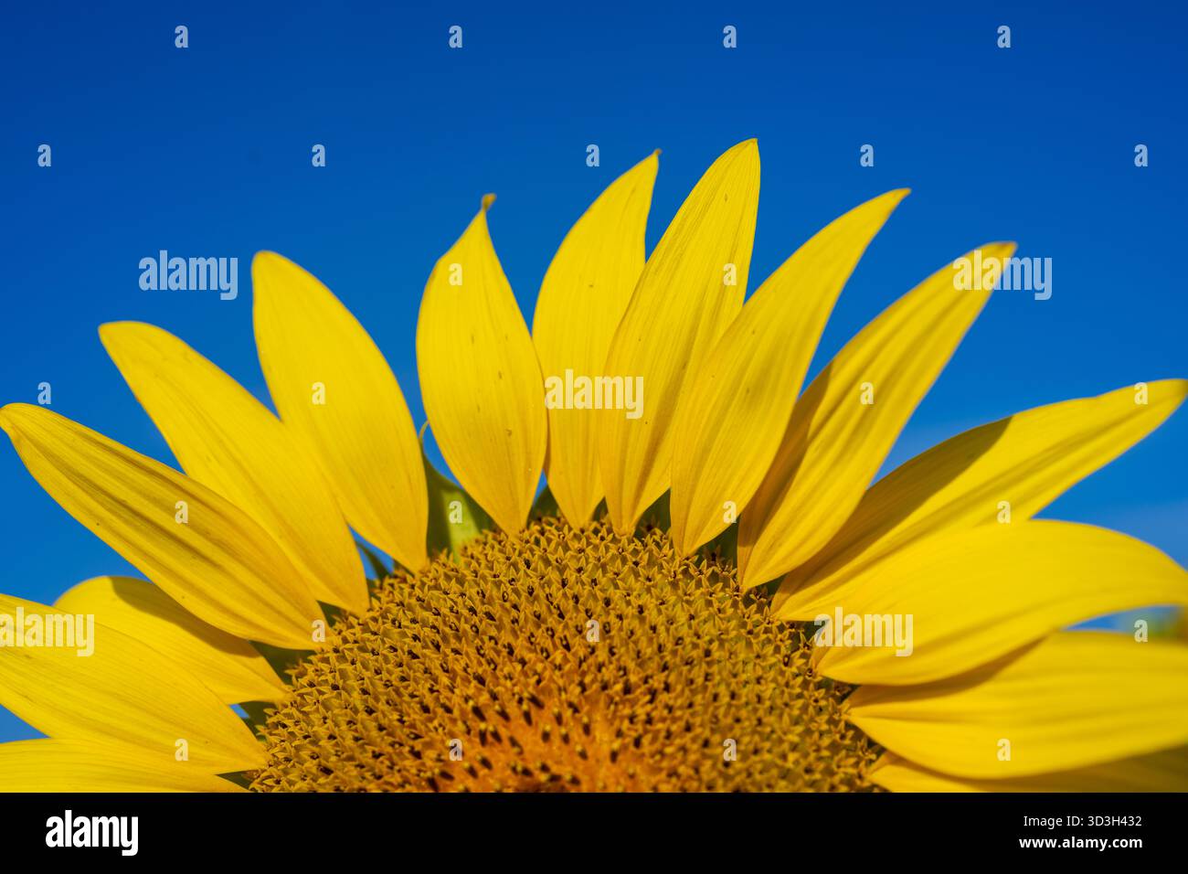 Sunflower In Virginia Countryside / VIRGINIA, United States — A close-up view captures a vibrant sunflower against a clear blue sky in the Virginia countryside. Sunflowers (Helianthus annuus) are annual plants native to North America, widely cultivated for their edible seeds and oil. These large, yellow flowers are a common sight in Virginia's agricultural regions, typically blooming in late summer. The state is known for its diverse landscapes, including fertile farmlands that support crops like sunflowers, contributing to its economy and enriching its rural scenery. Stock Photo
