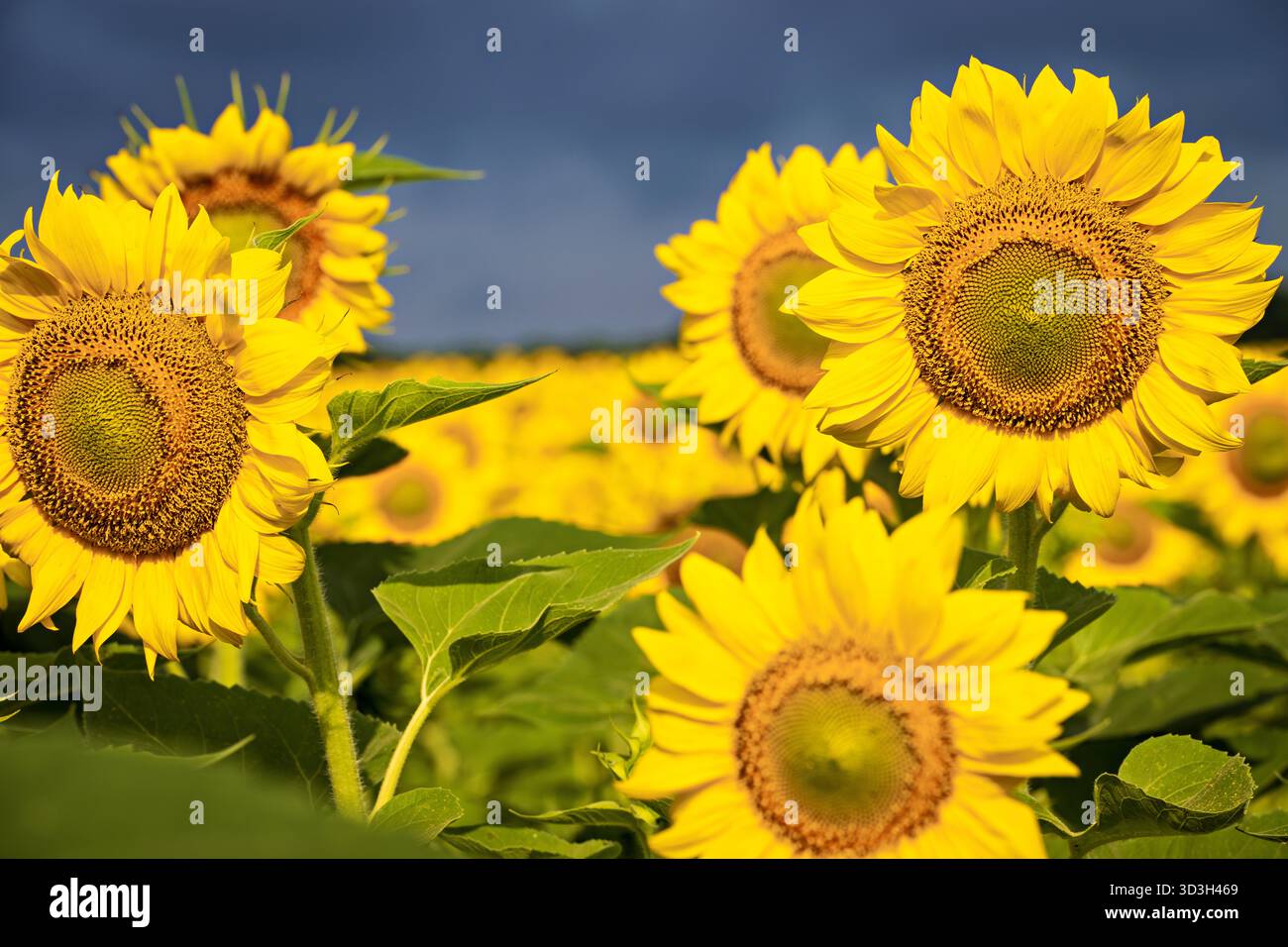 Ten Rayed Sunflower Prominent central seed hi-res stock photography and images - Alamy