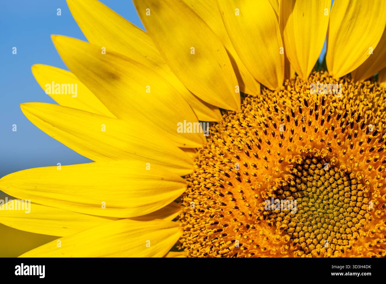 Sunflower Petals And Center Virginia Countryside // VIRGINIA, United States — A close-up view captures the vibrant yellow ray petals and the intricate pattern of the central disk florets of a sunflower. Sunflowers (Helianthus annuus) are native to North America and are widely cultivated for their edible seeds, oil, and as ornamental plants. These heliotropic plants are a common sight in the countryside, often grown in extensive fields across rural Virginia. The distinct arrangement of florets in the head typically follows a Fibonacci sequence. Stock Photo