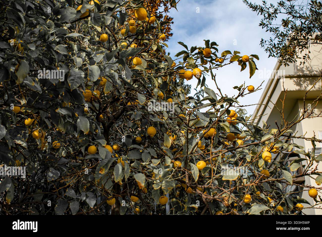 Ripe juicy lemons on the tree. Stock Photo