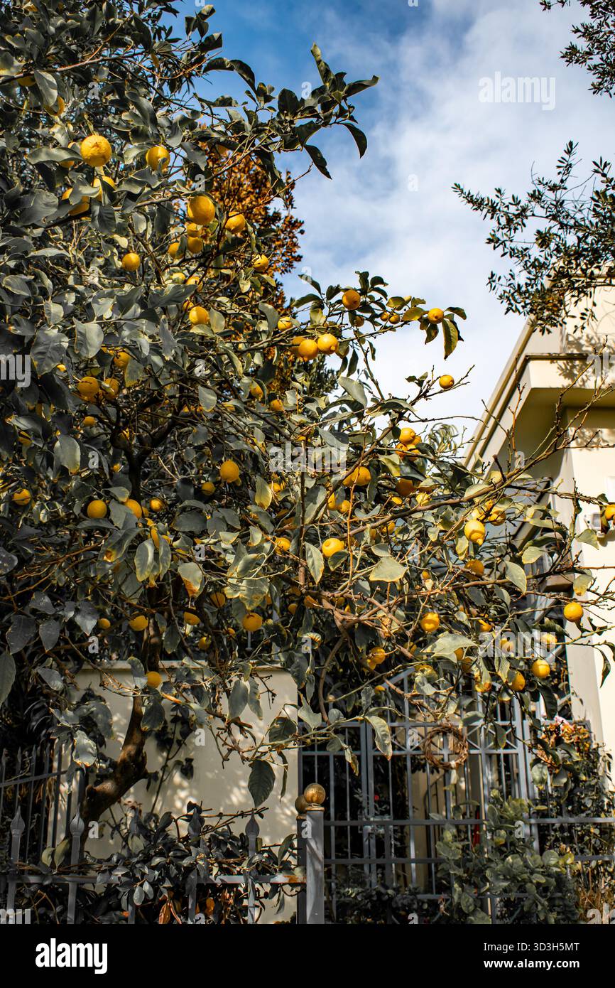 Ripe juicy lemons on the tree. Stock Photo