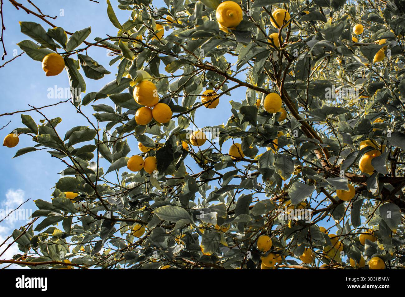 Ripe juicy lemons on the tree. Stock Photo
