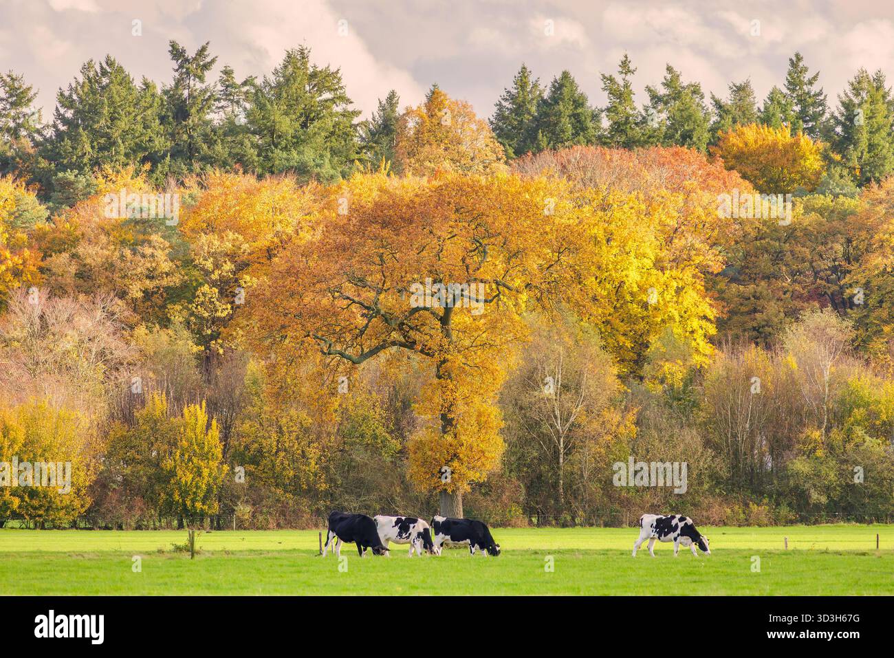 Black white landscape trees hi-res stock photography and images - Alamy