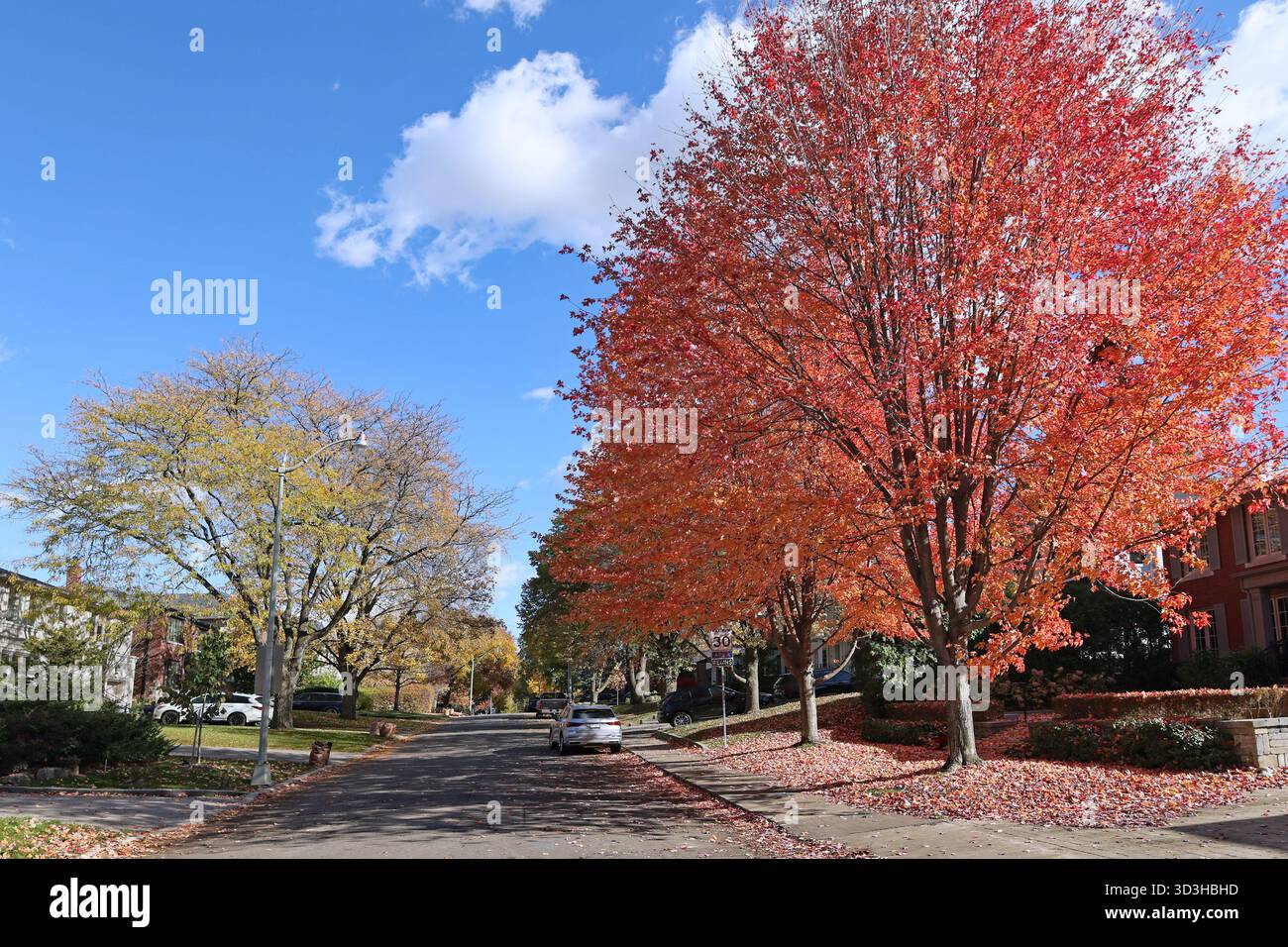 Suburban street with maple tree in fall foliage Stock Photo