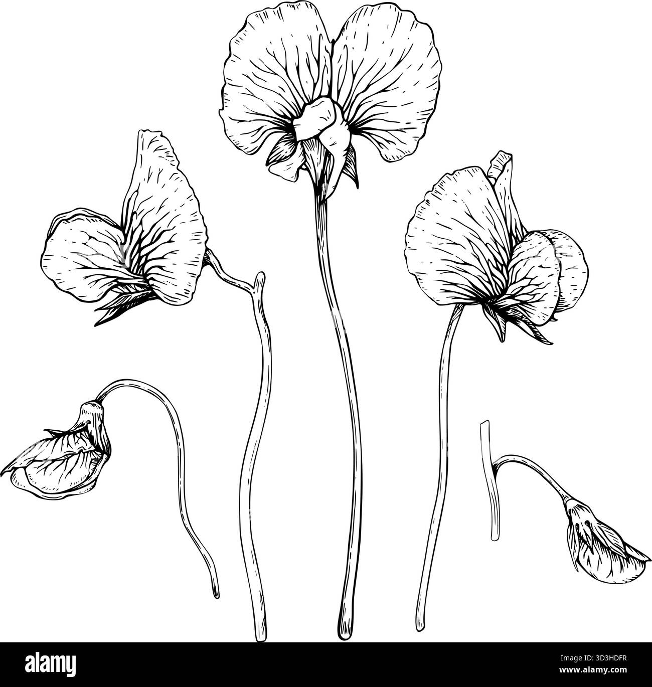 Sitemapcdatahttpswwwkedriinfosweet Pea Flower Drawingnull