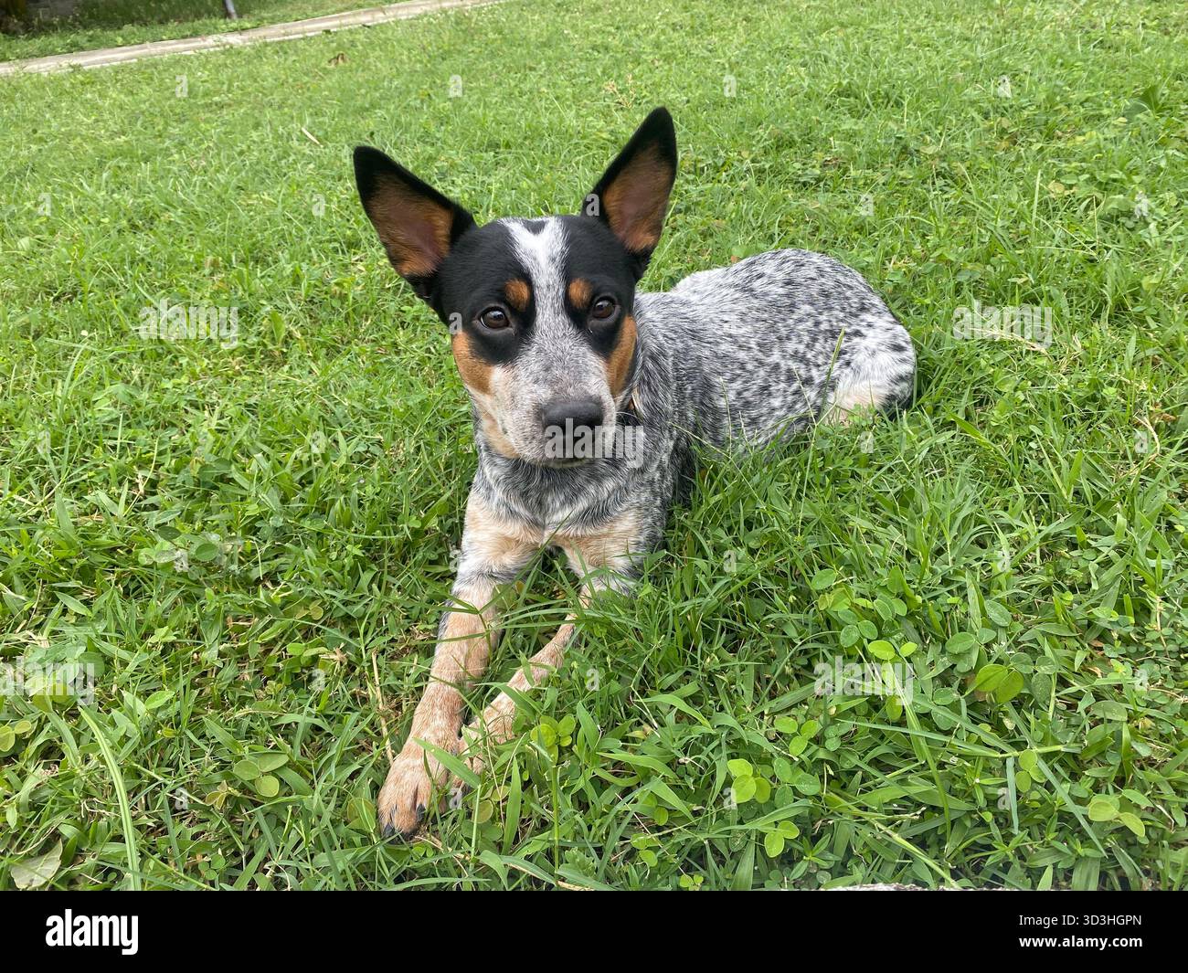 Australian Cattle Dog lying on green grass outdoors, alert and calm under natural light. Ideal for pet, nature, and outdoor lifestyle concepts. - Smartphone Captured Stock Image