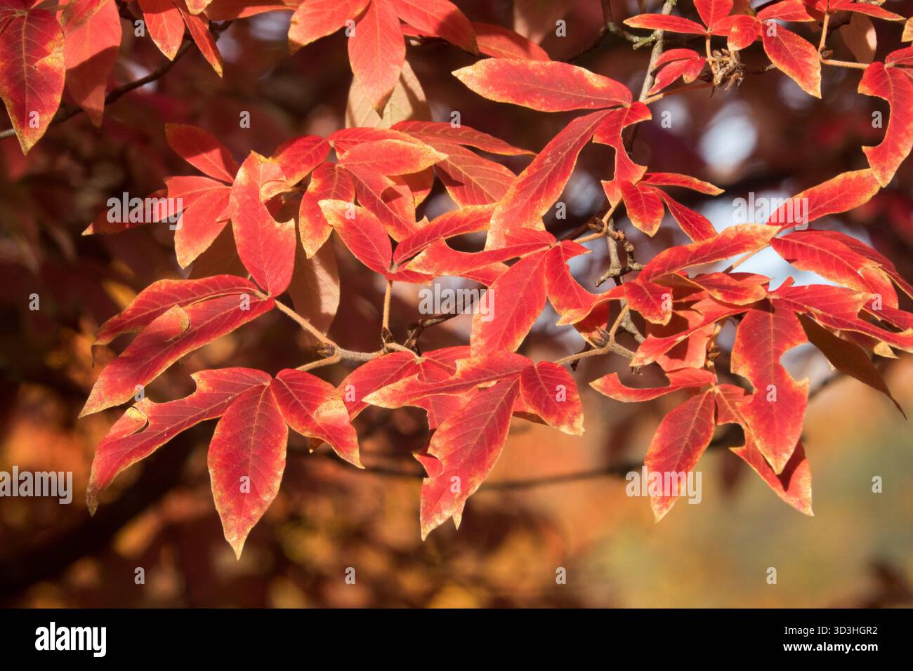 Maple red leaves in hi-res stock photography and images - Alamy