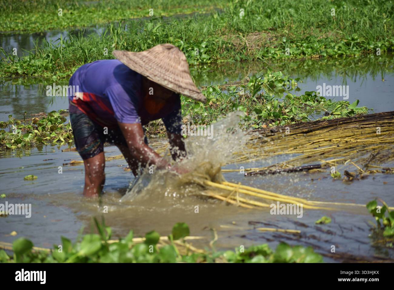 Farmer processing jute from jute hi-res stock photography and images ...