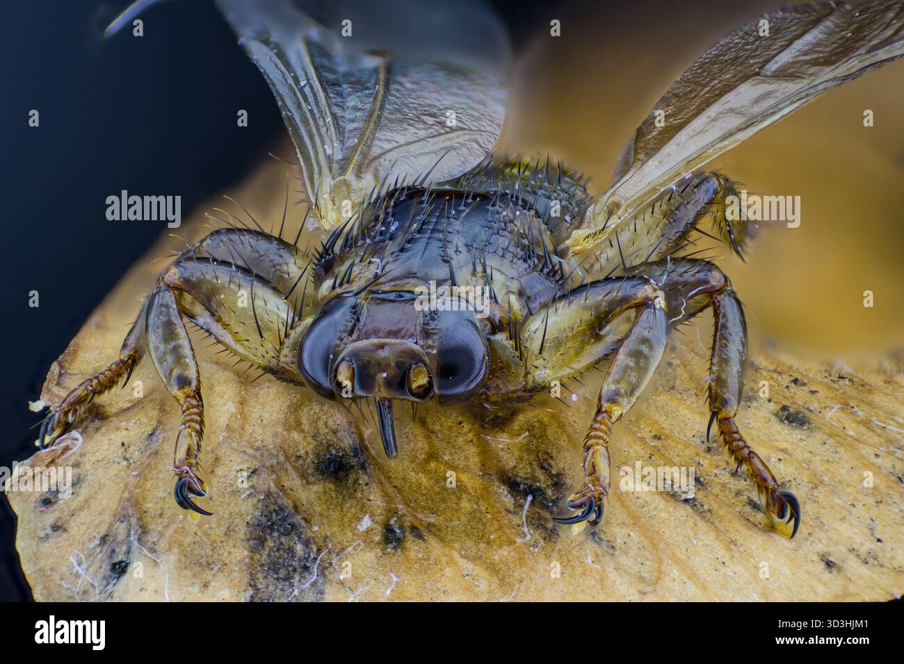 ectoparasite-macro-hi-res-stock-photography-and-images-alamy