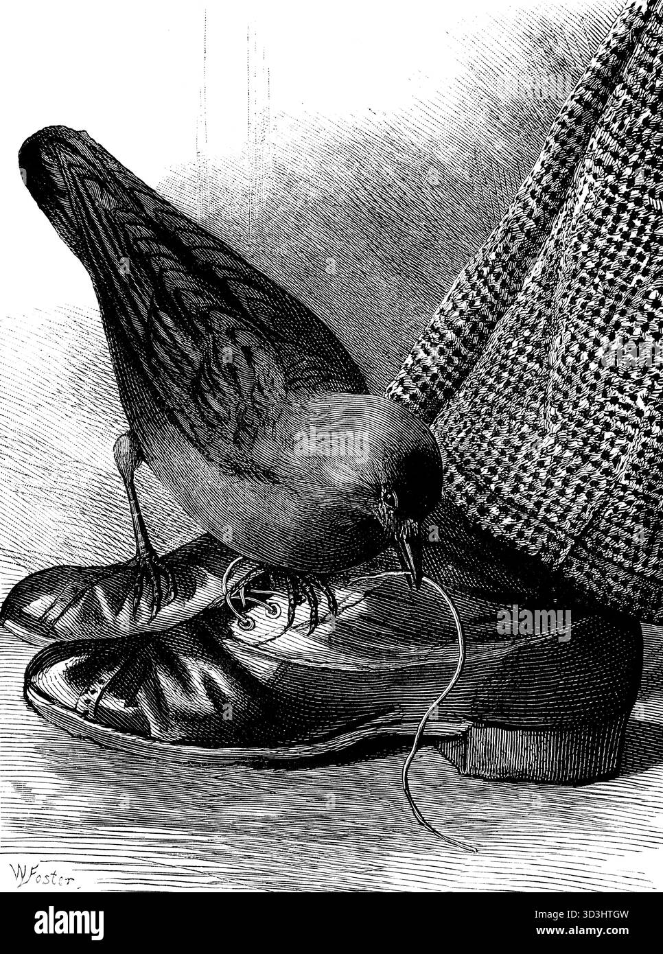 The Clever Jackdaw Illustration Of Bird Stealing Shoelace To Make Nest 