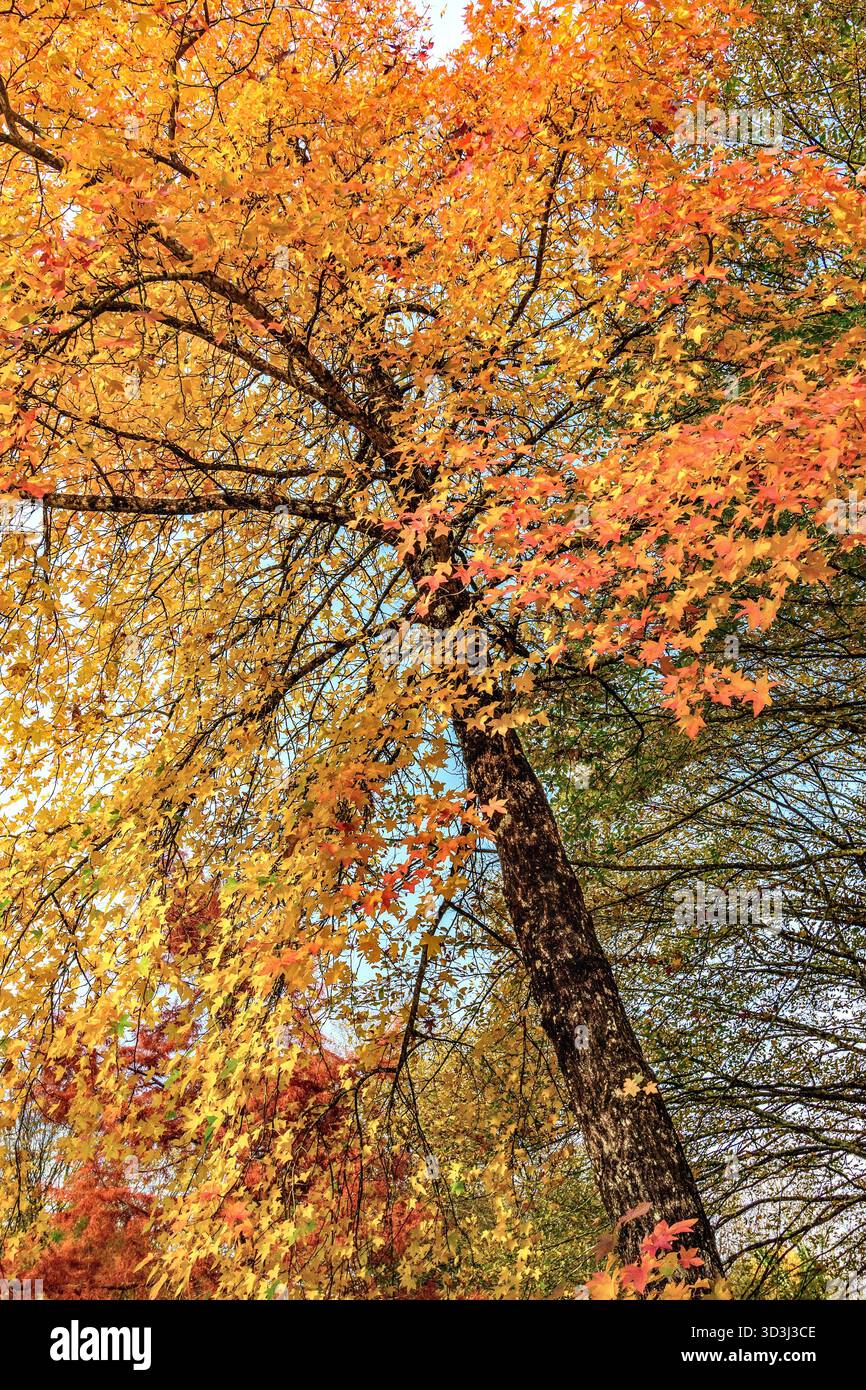 Acer / Maple tree showing autumn colours - Ribaloche, Bossay-sur-Claise, Indre-et-Loire (37), France. Stock Photo