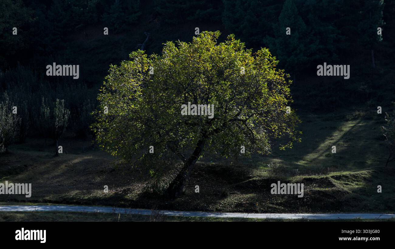 A walnut tree turns golden in October beside evergreen pine trees in Baramulla, Jammu and Kashmir, India. Stock Photo