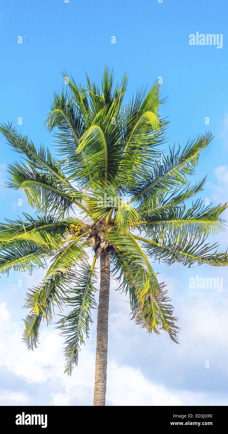 One palm tree on blue sky with clouds Stock Photo