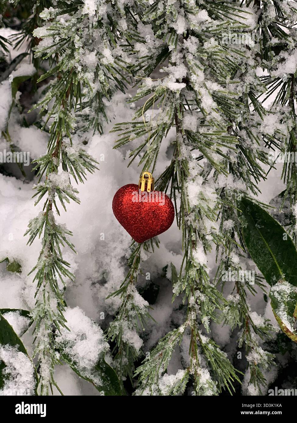 Red Christmas tree toy in a heart shape hanging on a natural Christmas tree branch outside. New Year mood. Christmas decorations. - Smartphone Captured Stock Image