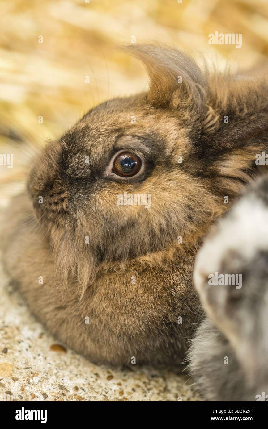 Tony Rabit Cute tiny furry rabbit closeup - picture taken on the rural farm in ...