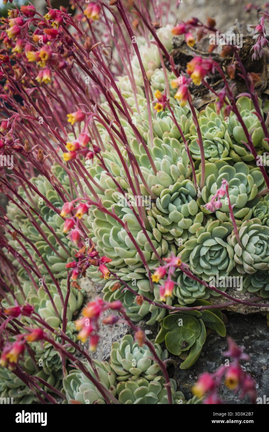 succulent plant with orange flowers Kalanchoe Rosalina 'Oranje'  Orange Flowering Succulent