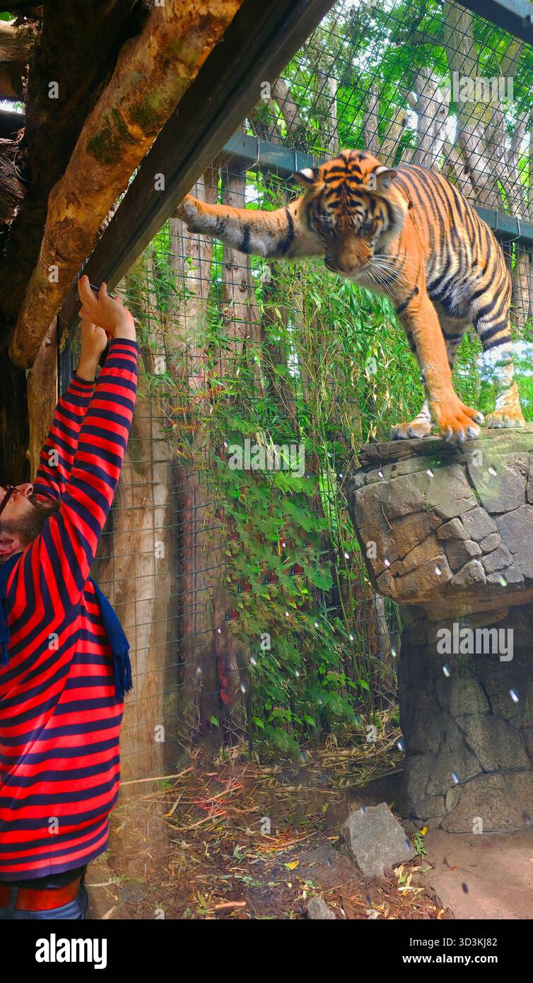 Berlin, Germany - June 27, 2025: . Tiger is reaching out to a visitor at a wildlife sanctuary surrounded by lush greenery - Smartphone Captured Stock Image