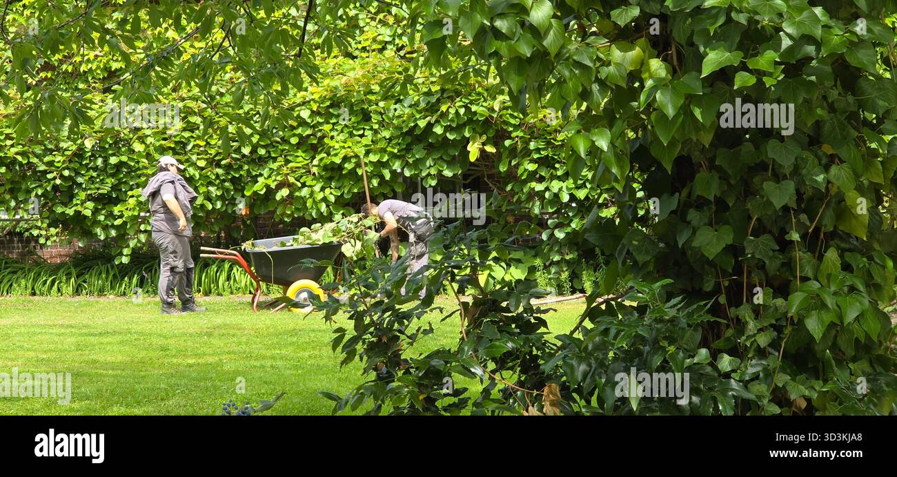 Berlin, Germany - July 03, 2025: . Two male gardeners are tending to a vibrant garden with a wheelbarrow filled with plants - Smartphone Captured Stock Image