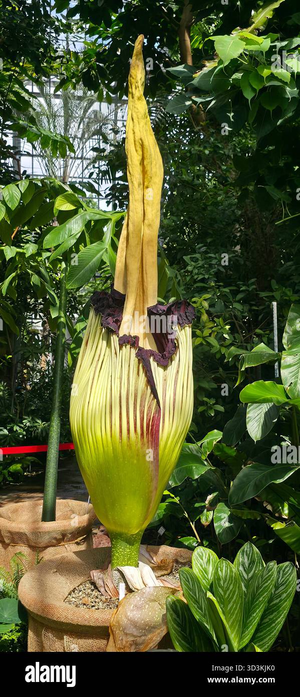 Corpse flower bloom hi-res stock photography and images - Alamy