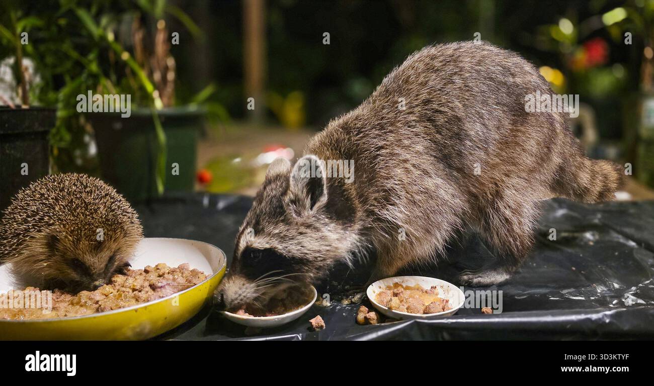 Raccoon and hedgehog are eating from separate bowls in a garden at night, surrounded by greenery and soft ambient lighting. - Smartphone Captured Stock Image